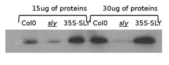 western blot using anti-GID2 antibodies